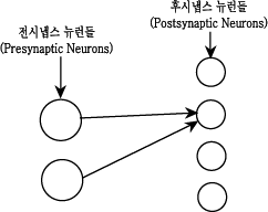 전시냅스 뉴런과 후시냅스 뉴런